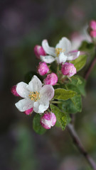 
Flowers of the apple tree. Blooming apple tree