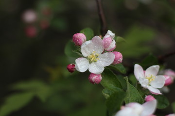 
Flowers of the apple tree. Blooming apple tree