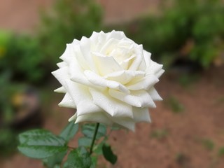 white rose in garden