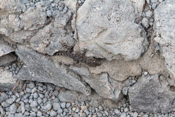 Geco vulcanico