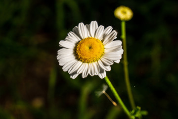 Margherita di giardino - Fidenza