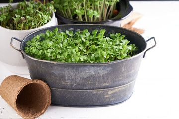 Germinated micro greens in pots on a stem background Close up