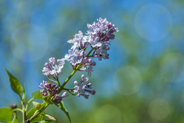 Blooming green branch of lilac on a blue background on a sunny spring day. Lilac is blooming. Lilac flowers on a tree in the garden.