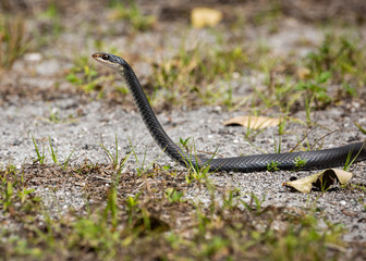 black snake in the grass