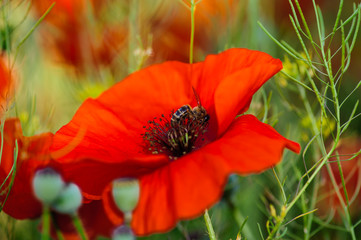 bright red poppy flowers in summer. Bees collect nectar