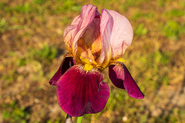 Spadone rosa 