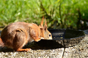 Eichhörnchen beim Trinken