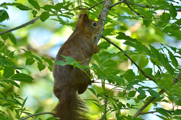 Eichhörnchen im Baum