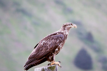 juvenile bald eagle in Kodiak, Alaska  