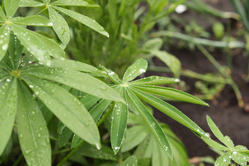 Close-up raindrops on green, beautiful leaves of a plant outdoors. Copy space - concept of botany and gardening, nature, weather