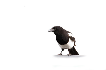 black-billed magpie - Alaska black and white bird on a white background