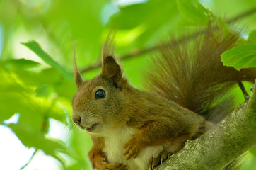 Eichhörnchen im Baum
