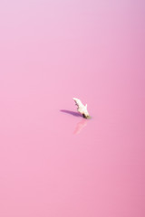 small branch floating in pink lake