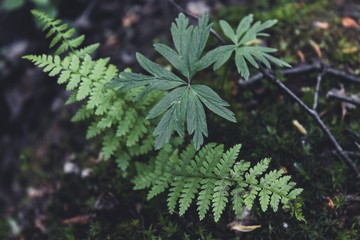 Fototapeta premium Beautiful ferns green leaves the natural fern in the forest and natural background in sunlight