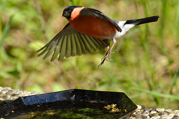 Dompfaff im Flug