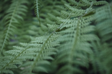Beautiful ferns green leaves the natural fern in the forest and natural background in sunlight