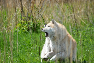 Siberian Husky Dog