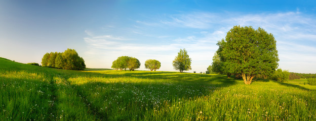 Road through a meadow full of dandelions. May landscape. Masuria, Poland. - obrazy, fototapety, plakaty