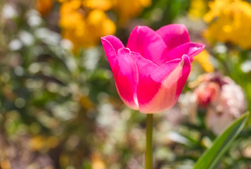 pink tulips in the garden