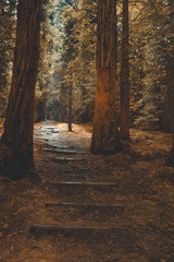 Luz en el bosque