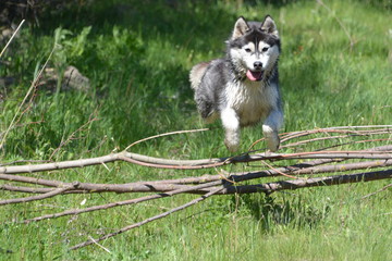Siberian Husky Dog