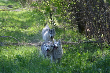 Siberian Husky Dog