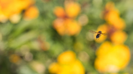 Bee hovering in mid air.