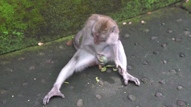 the monkey hits a metal ball on the ground