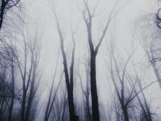 Dark mysterious forest in thick fog