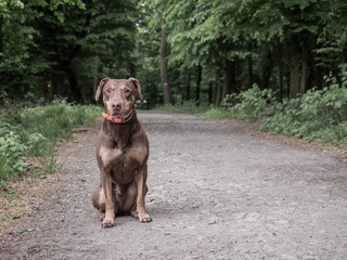 portrait of a dog