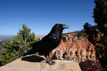 Black raven a common bird found in Bryce canyon