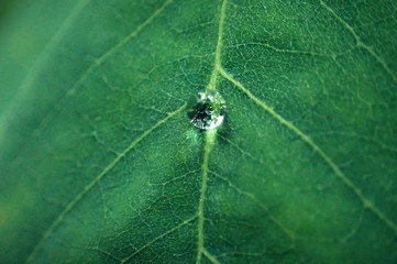 Waterdrop on a leaf