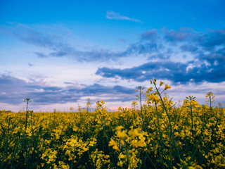 yellow rapeseed field