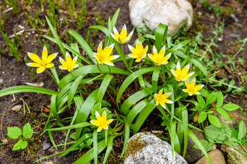 blooming yellow flowers of the Botanical Tulip dasystemon tarda