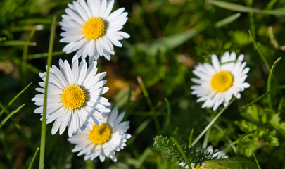 daisies in the grass