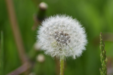 dandelion on green background