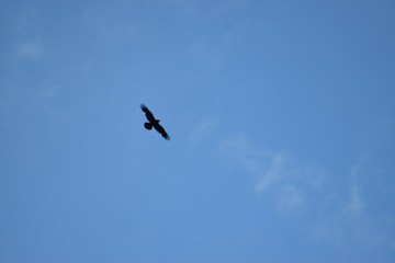 Fototapeta premium eagle in flight