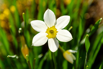 Narcissus flower close up in the sun