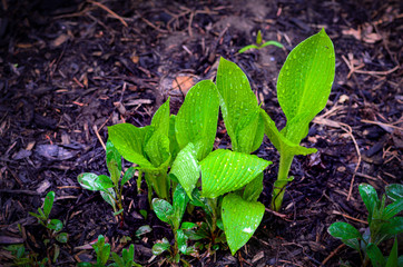 Side view of rain soaked Hosta plant grouping