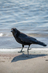 Bird on the beach in Switzerland.  Carrion crow (Corvus corone).