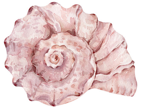 Watercolor creamy pink seashell isolated on the white background for your menu or design. Hand-drawn illustration.