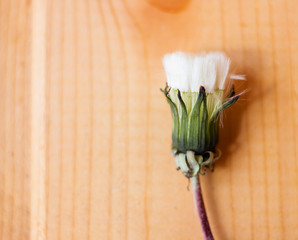 Close-up of a white dandelion on a wooden background. Background for your projects, free space for text.