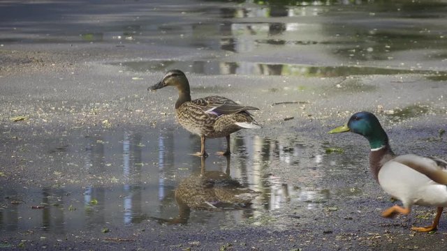 Two ducks mating on a summer day