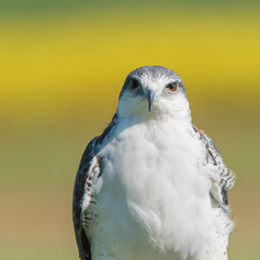 Busardo dorsirrojo (Geranoaetus polyosoma)