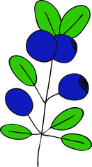 Branch of  Blueberries