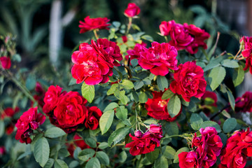 Big beautiful red flowers and green leaves