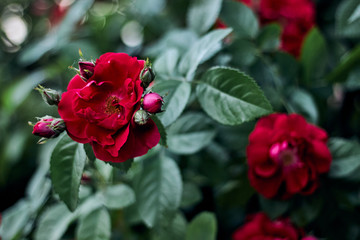 Big beautiful red flowers and green leaves
