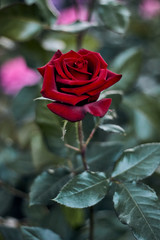 Big beautiful red flowers and green leaves