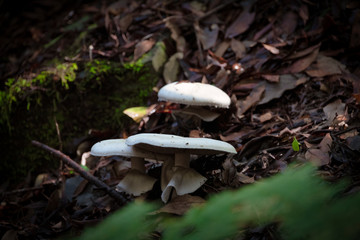 Parque cultural la Zarza, Bosco Benaohare