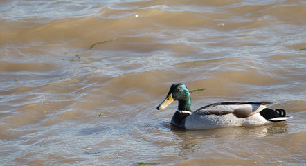 Obraz premium duck on the water